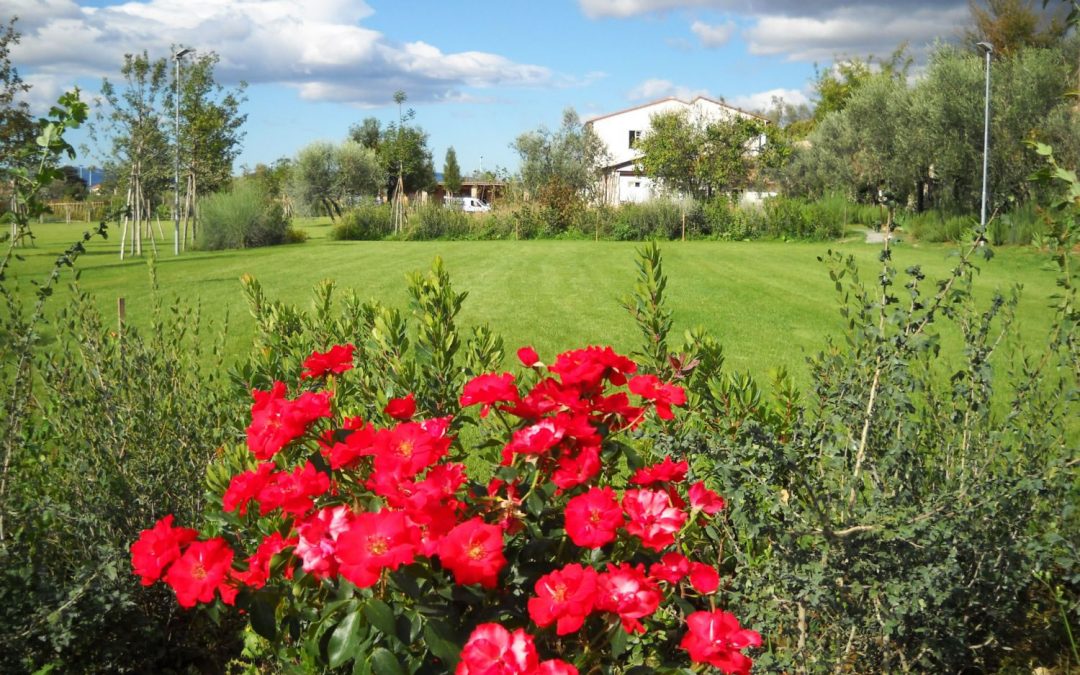 ORCHARD AND VEGETABLES IN THE GARDEN