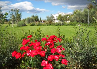 ORCHARD AND VEGETABLES IN THE GARDEN