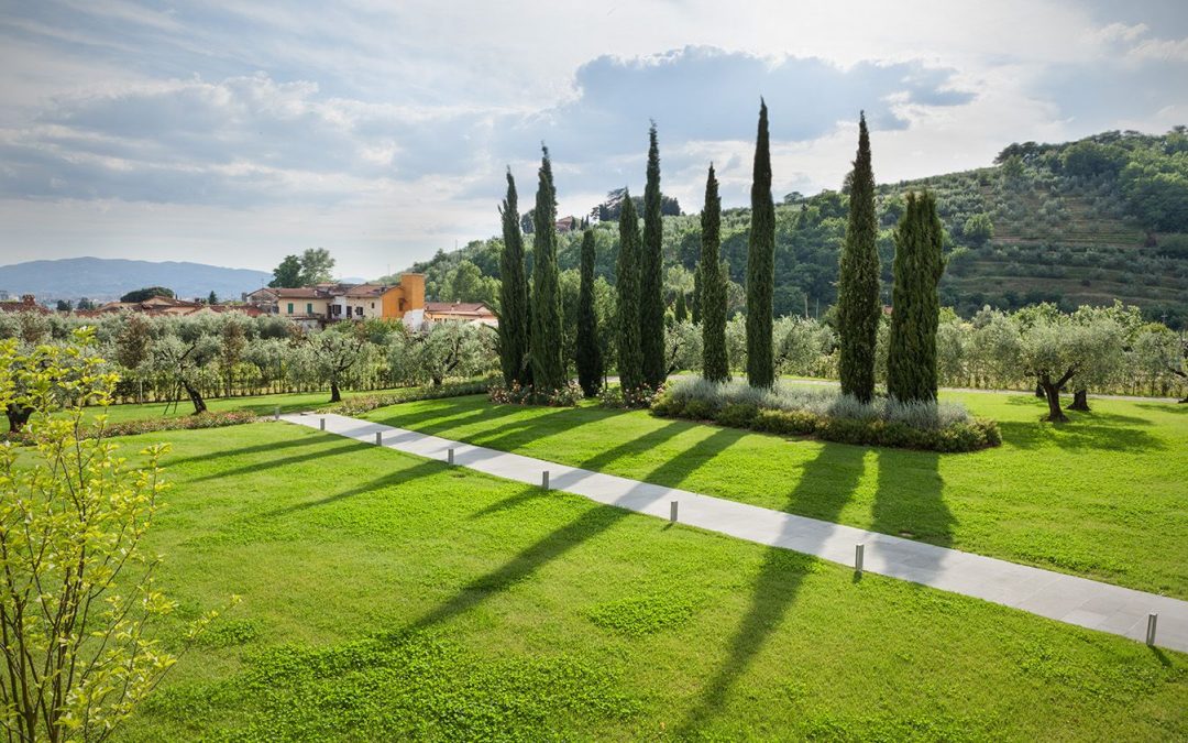 OLIVE GROVE WITH A VIEW